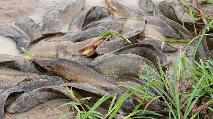 Mật Độ Nuôi Cá Trê