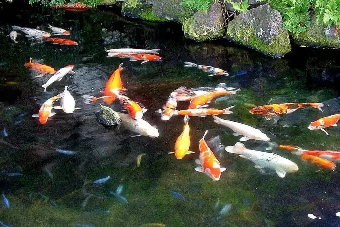 Mật Độ Thả Cá Koi