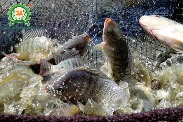 Mật Độ Thả Cá Rô Phi