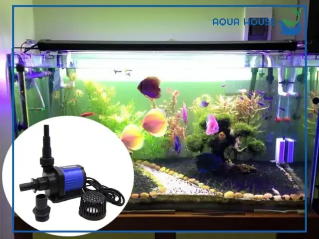 Máy Bơm Hồ Cá Bị Kêu