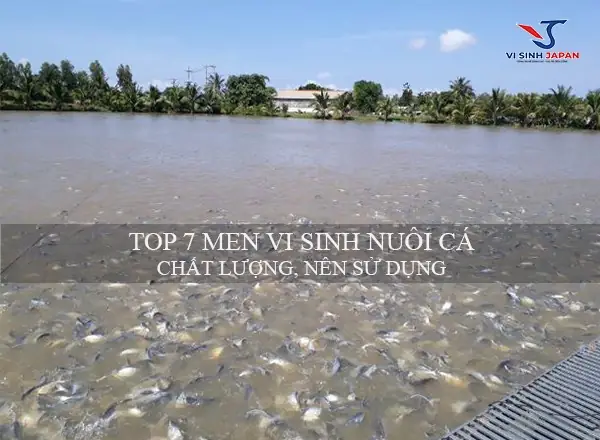 Men Vi Sinh Nuôi Cá Men Vi Sinh Nuôi Cá