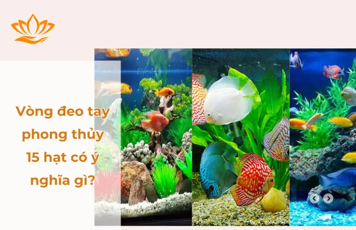 Mệnh Kim Nuôi Mấy Con Cá