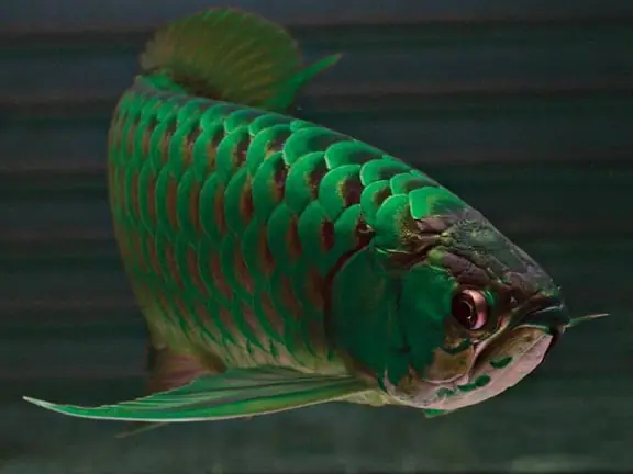 Mệnh Thủy Nuôi Cá Rồng Gì