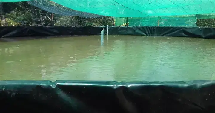 Mô Hình Nuôi Cá Bóng Dừa