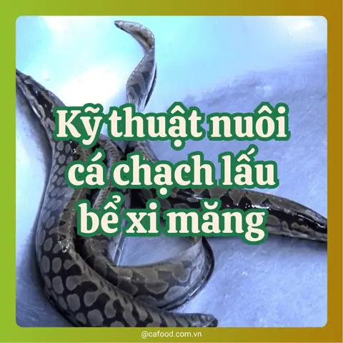 Mô Hình Nuôi Cá Chạch Lấu Trong Bể Xi Măng