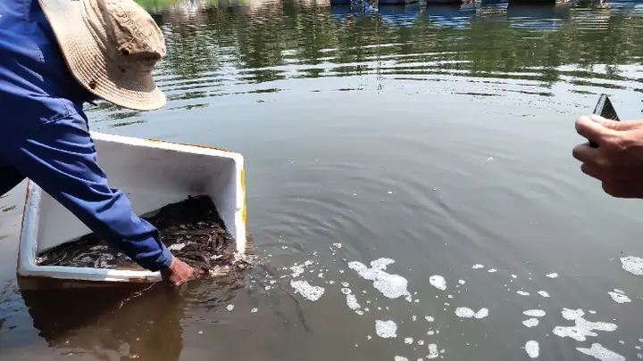 Mô Hình Nuôi Cá Chình Nước Ngọt
