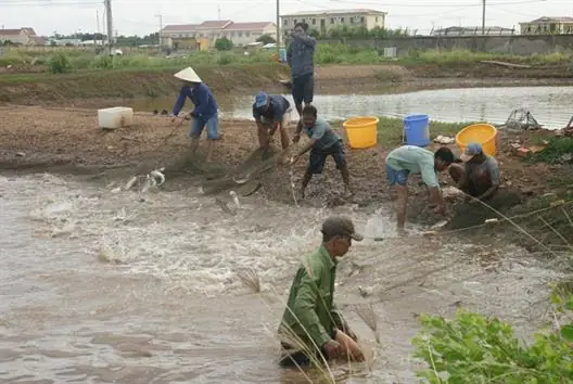 Mô Hình Nuôi Cá Dứa
