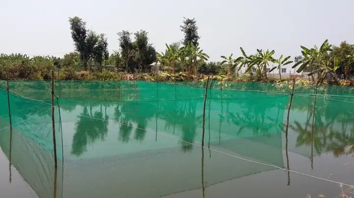 Mô Hình Nuôi Cá Lóc Đồng