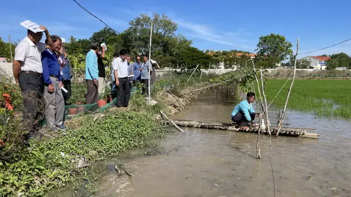 Mô Hình Nuôi Cá Lóc Trên Ruộng Lúa
