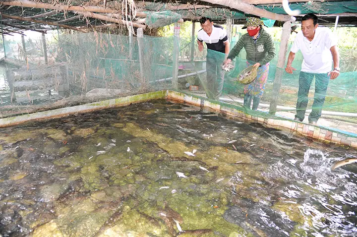 Mô Hình Nuôi Cá Nước Ngọt