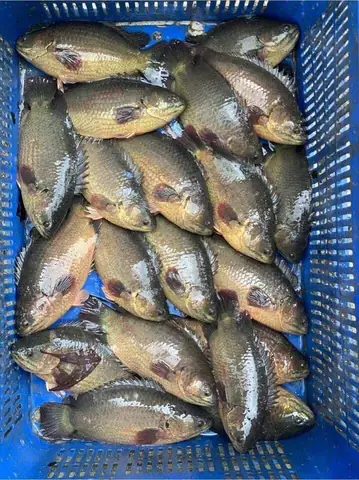 Mô Hình Nuôi Cá Rô Đầu Vuông