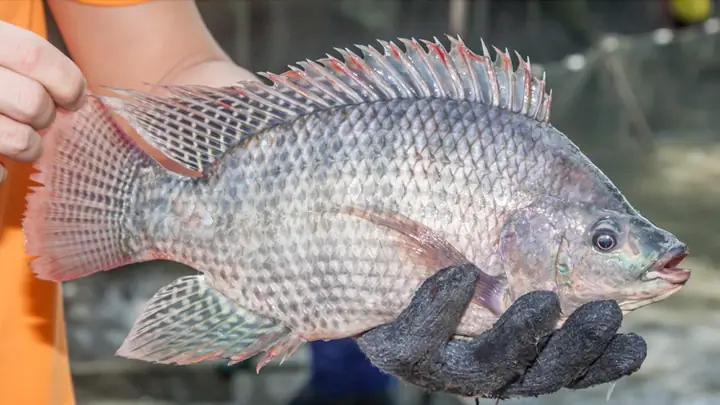Mô Hình Nuôi Cá Rô Phi Đơn Tính