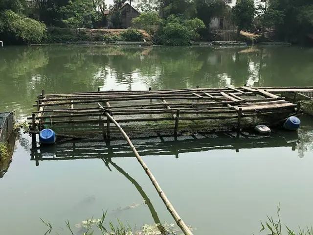 Mô Hình Nuôi Cá Trắm Cỏ