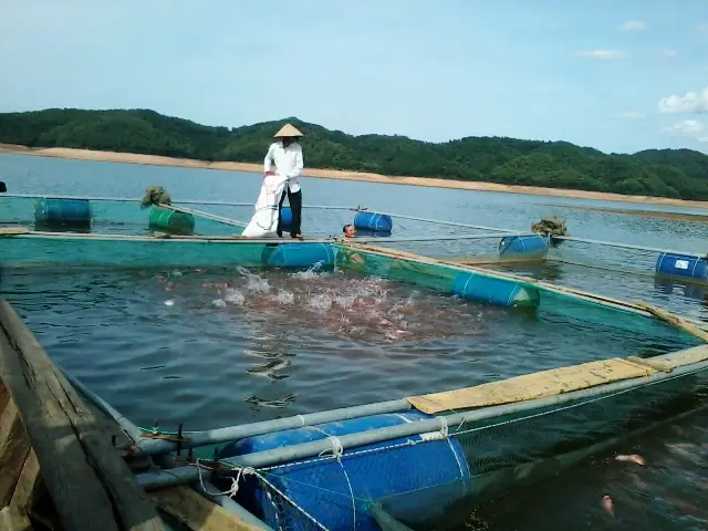 Mô Hình Nuôi Cá Trên Sông