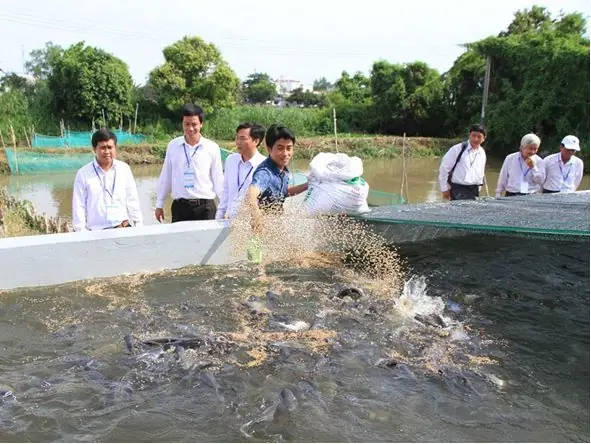 Mô Hình Nuôi Cá Trong Bể