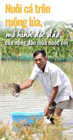 Mô Hình Nuôi Cá Trong Ruộng Lúa