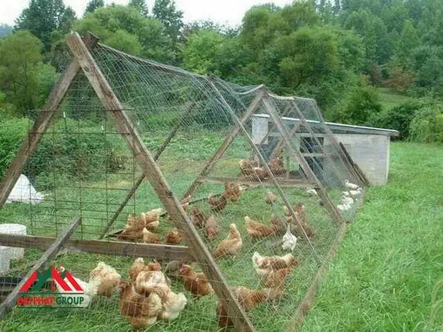 Mô Hình Nuôi Gà Thả Cá