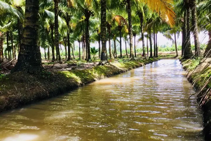Mô Hình Trồng Dừa Nuôi Cá