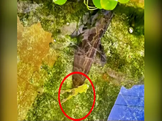 Mồi Bẫy Cá Lóc