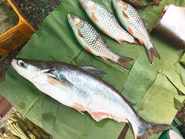 Mồi Câu Cá Basa