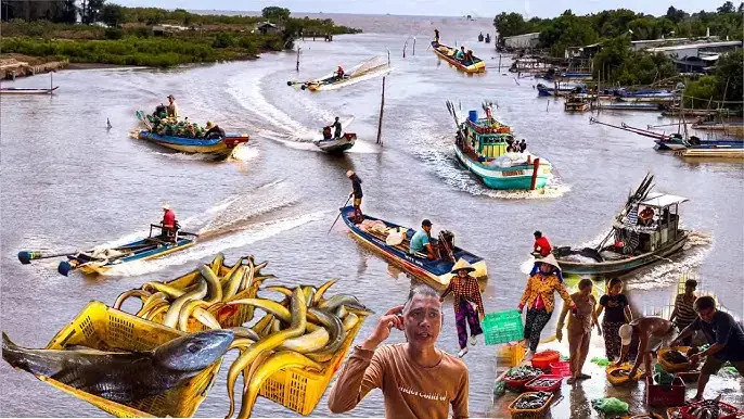 Mồi Câu Cá Bớp