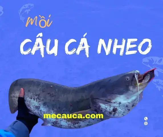 Mồi Câu Cá Chình Nước Ngọt