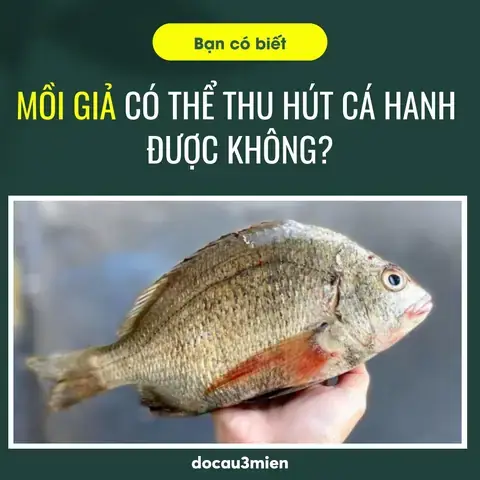 Mồi Câu Cá Hanh Hiệu Quả Nhất