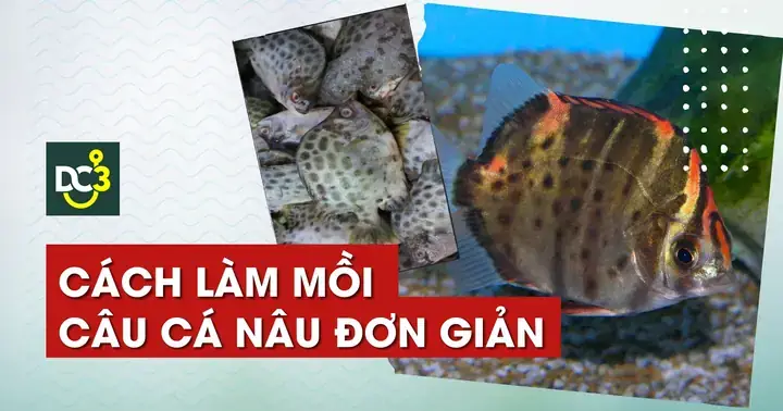 Mồi Câu Cá Kình