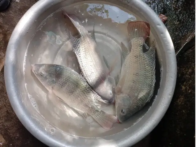 Mồi Câu Cá Làm Sẵn