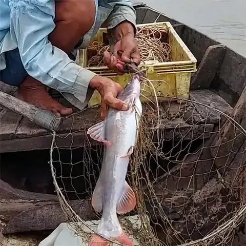 Mồi Câu Cá Lăng Sông Đồng Nai