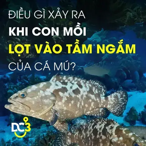 Mồi Câu Cá Mú Hiệu Quả