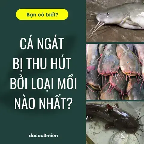 Mồi Câu Cá Ngát Biển