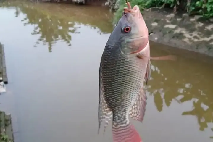 Mồi Câu Cá Phi Sông