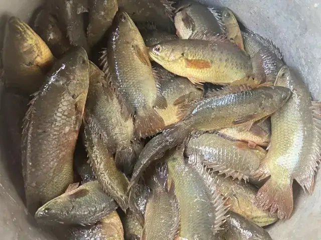 Mồi Câu Cá Rô Đồng Sieu Nhạy