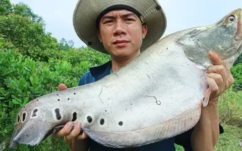 Mồi Câu Cá Thác Lác Tự Nhiên