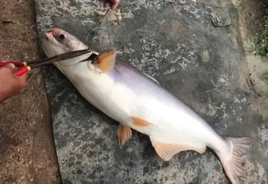 Mồi Câu Cá Tra Bò
