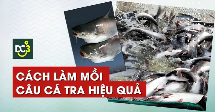 Mồi Câu Cá Tra Mùa Mưa