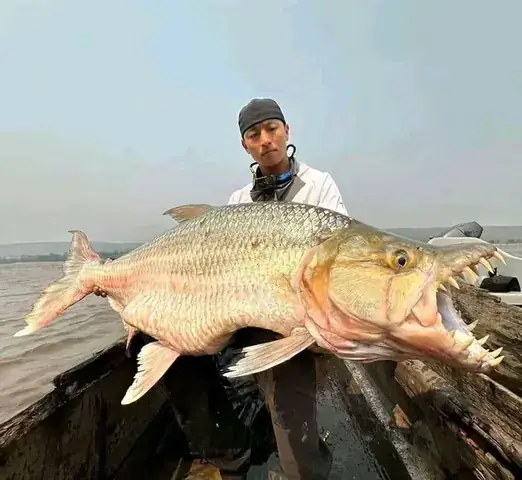 Mồi Câu Cá Tra Thái Lan