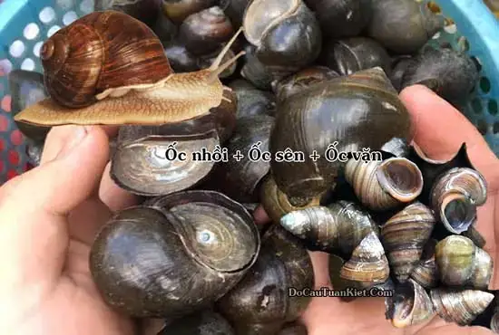 Mồi Câu Cá Trăm Đen