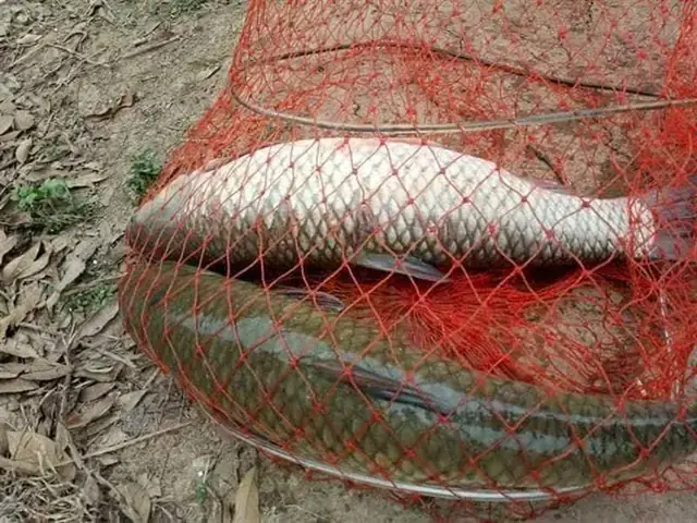Mồi Câu Cá Trôi Mùa Đông