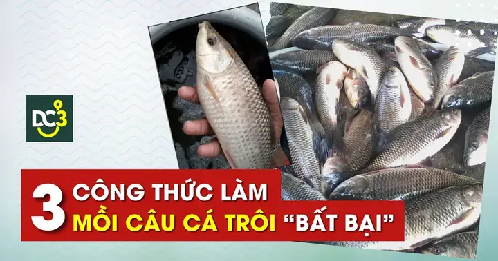 Mồi Câu Cá Trôi Sông