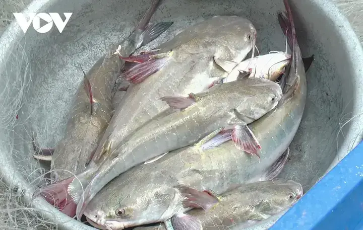 Mồi Câu Cá Vồ