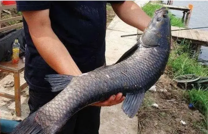Mồi Đậu Phộng Câu Cá