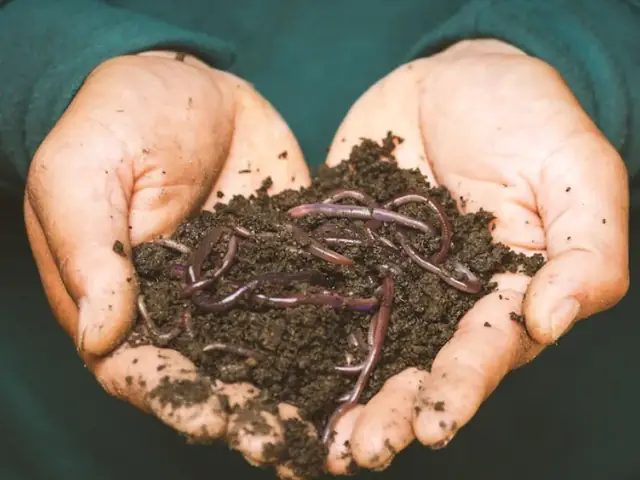 Mồi Giun Câu Cá