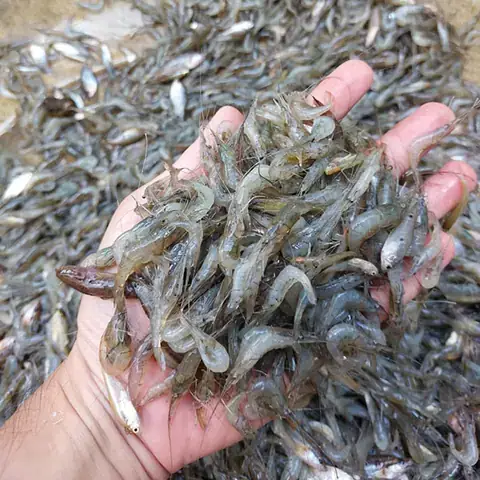 Mồi Tép Câu Cá Lăng