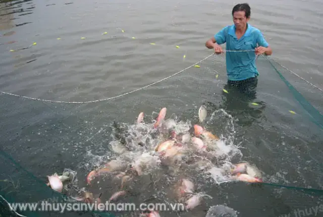 Môi Trường Sống Của Cá Rô Phi