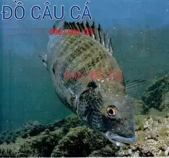 Mồi Xả Câu Cá Tráp