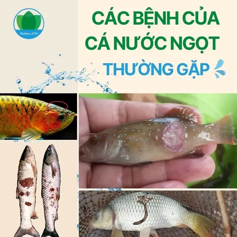 Một Số Bệnh Thường Gặp Ở Cá Nước Ngọt Một Số Bệnh Thường Gặp Ở Cá Nước Ngọt