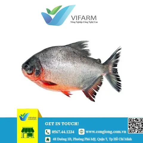 Mua Bán Cá Giống
