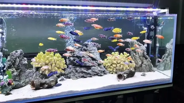 Mua Bể Cá Cảnh Ở Đâu
